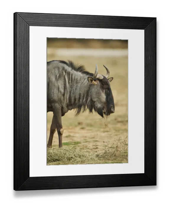 Framed Print : Blue wildebeest (Connochaetes taurinus) in the dessert