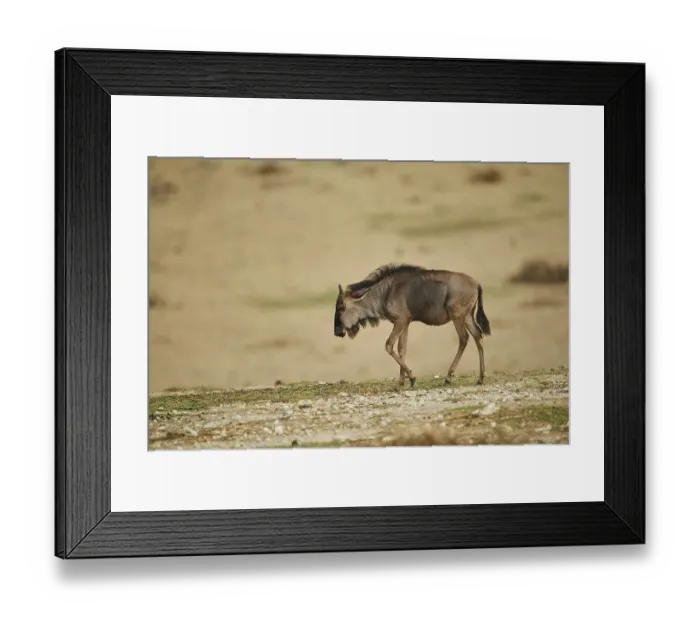 Framed Print : Blue wildebeest (Connochaetes taurinus) in the dessert