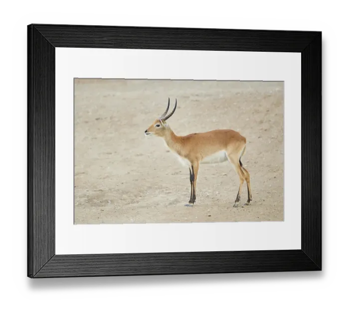 Framed Print : Southern lechwe (Kobus leche) in the dessert
