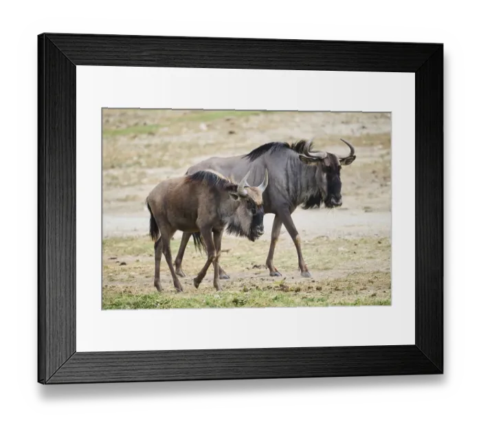 Framed Print : Blue wildebeest (Connochaetes taurinus) walking in the dessert Framed Print : Blue wildebeest (Connochaetes taurinus) walking in the dessert