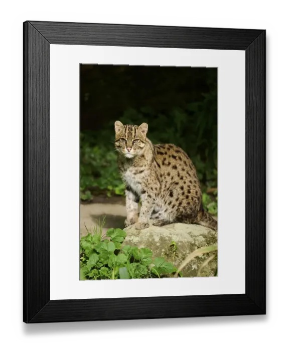 Framed Print : Fishing cat (Prionailurus viverrinus) sitting on the ground