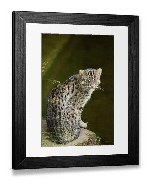 Framed Print : Fishing cat (Prionailurus viverrinus) sitting at water Framed Print : Fishing cat (Prionailurus viverrinus) sitting at water