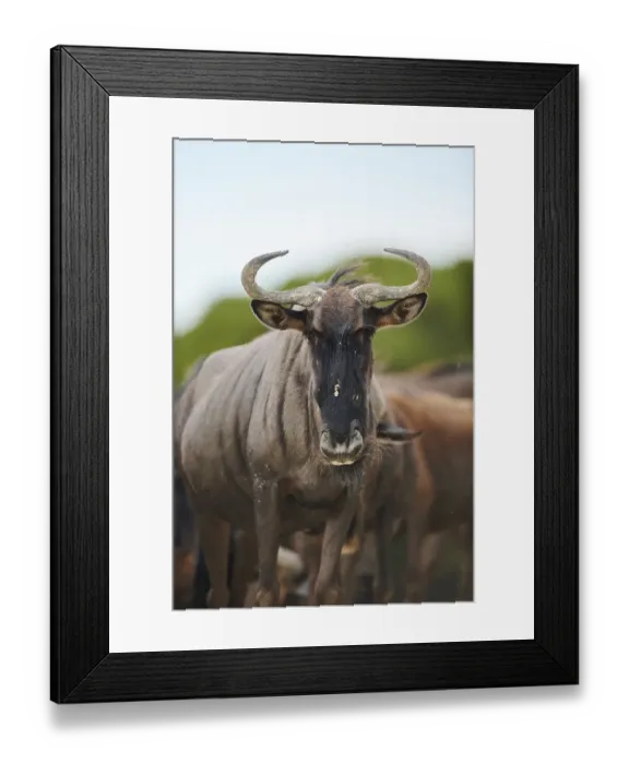 Framed Print : Blue wildebeest (Connochaetes taurinus) in the dessert
