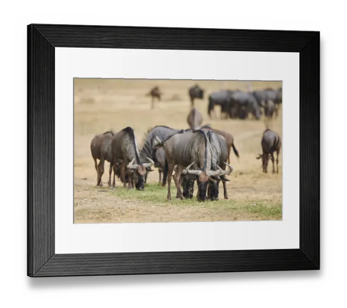 Framed Print : Blue wildebeest (Connochaetes taurinus) in the dessert