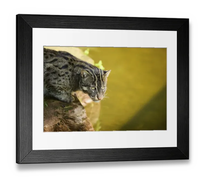 Framed Print : Fishing cat (Prionailurus viverrinus) Framed Print : Fishing cat (Prionailurus viverrinus)