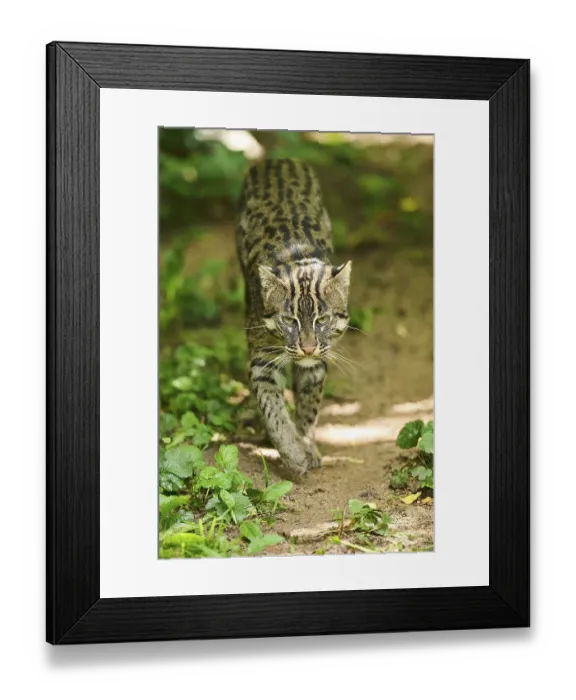 Framed Print : Fishing cat (Prionailurus viverrinus)