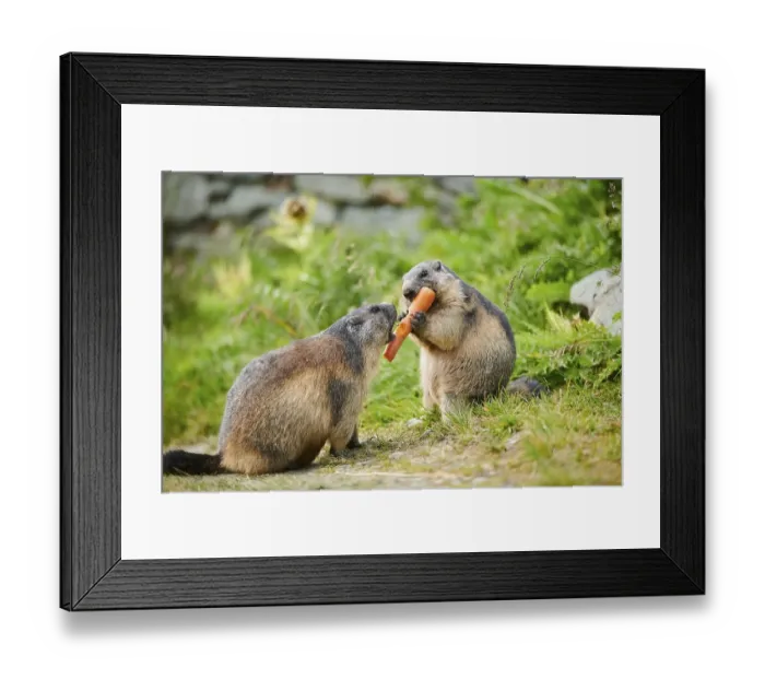 Framed Print : Alpine marmots (Marmota marmota) on a meadow in summer Framed Print : Alpine marmots (Marmota marmota) on a meadow in summer