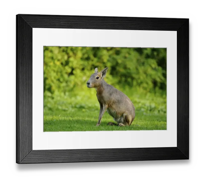 Framed Print : A mara sits in a meadow with a lush green background