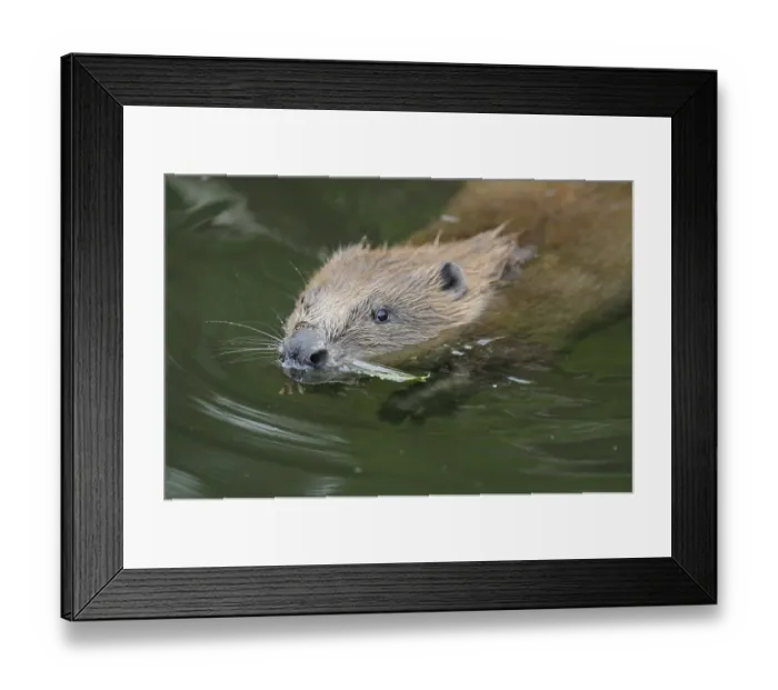Framed Print : Beaver with plant in mouth, swimming in still water environment Framed Print : Beaver with plant in mouth, swimming in still water environment