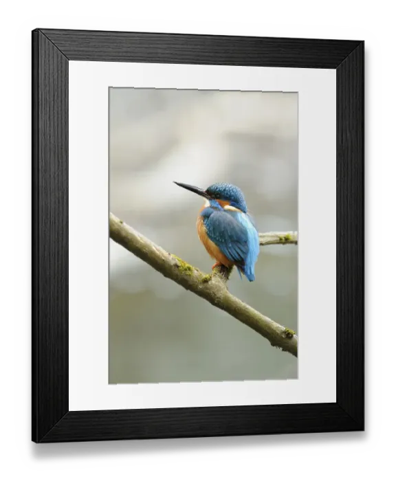 Framed Print : Kingfisher (Alcedo atthis) perched on a branch Framed Print : Kingfisher (Alcedo atthis) perched on a branch