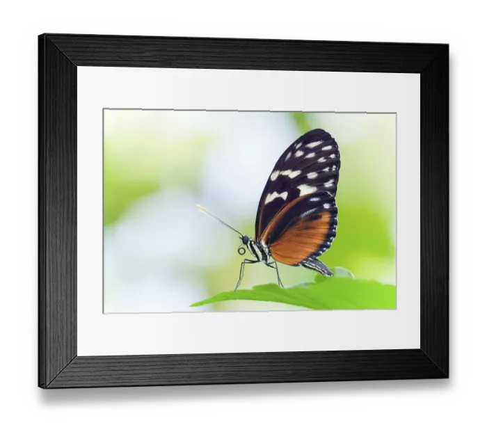 Framed Print : Heliconius