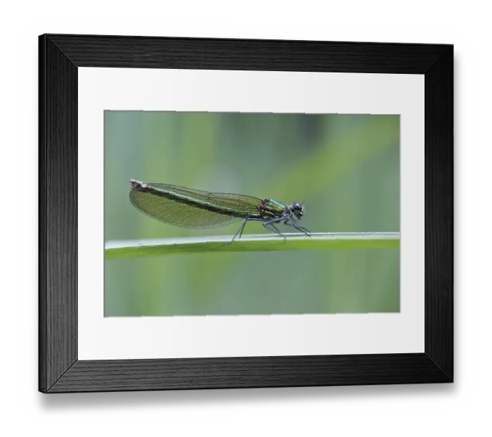 Framed Print : Beautiful Demoiselle (Calopteryx virgo)