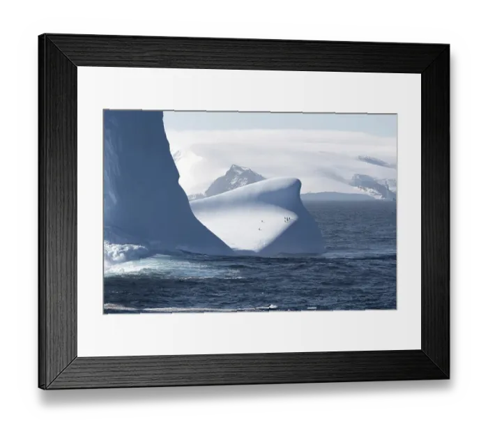Framed Print : Penguins on iceberg, Antarctica Framed Print : Penguins on iceberg, Antarctica
