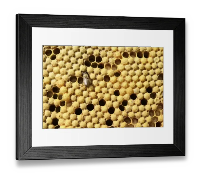 Framed Print : Honey bees (Apis mellifera var carnica)