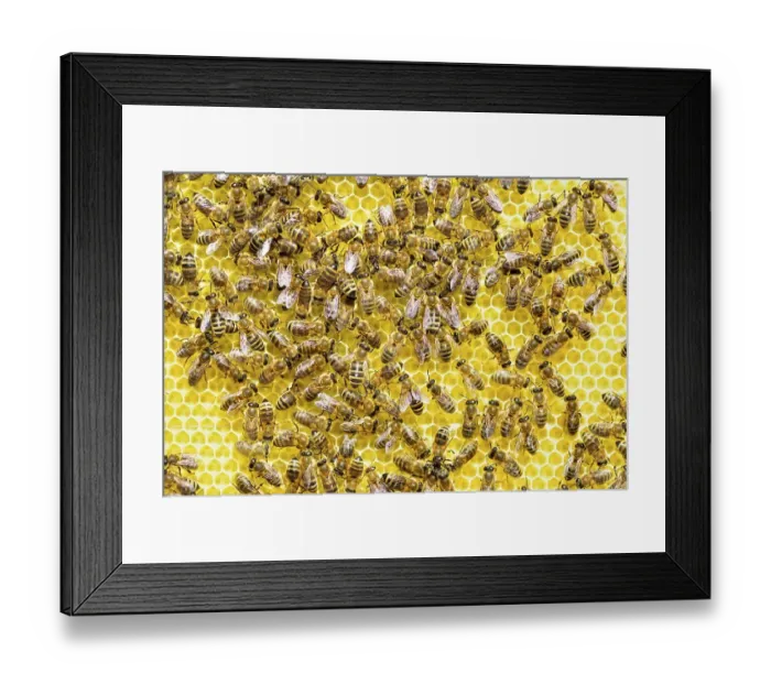 Framed Print : Honey bees (Apis mellifera) on freshly removed honeycomb