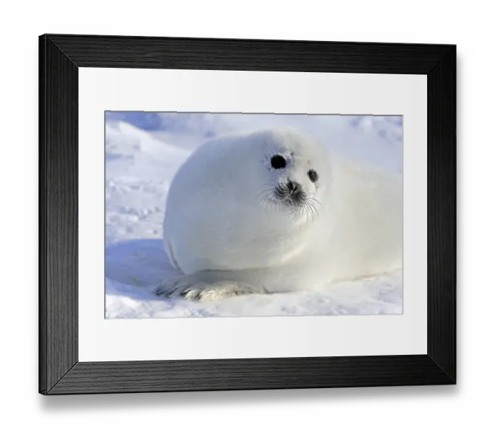 Framed Print : Harp Seal or Saddleback Seal (Pagophilus groenlandicus) Framed Print : Harp Seal or Saddleback Seal (Pagophilus groenlandicus)