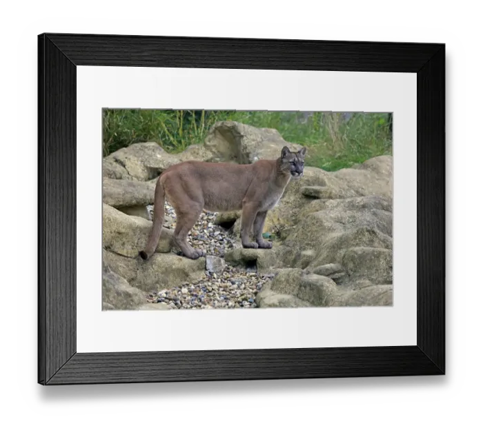 Framed Print : Puma, Cougar or Mountain Lion (Felis concolor) Framed Print : Puma, Cougar or Mountain Lion (Felis concolor)