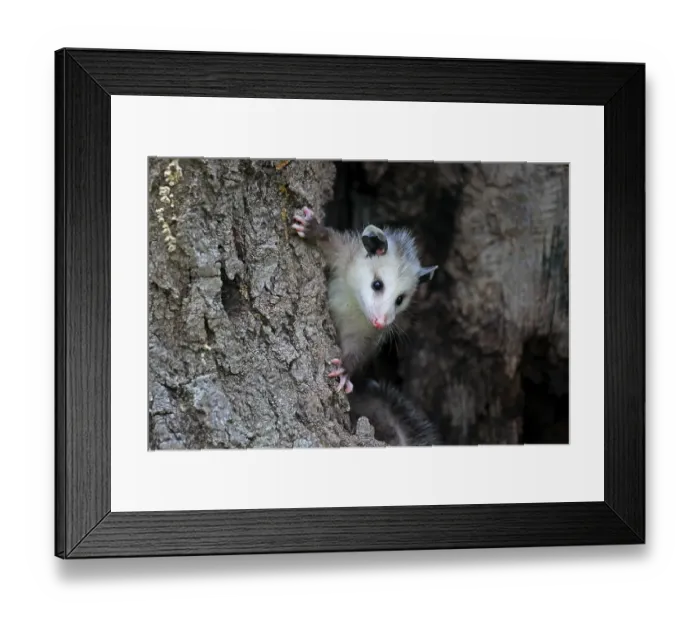 Framed Print : Virginia Opossum (Didelphis virginiana)