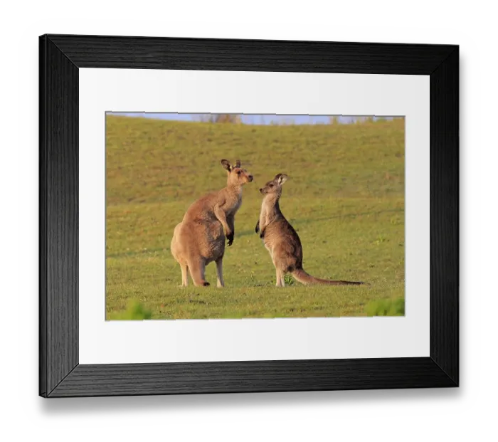 Framed Print : Eastern grey kangaroo (Macropus giganteus) Framed Print : Eastern grey kangaroo (Macropus giganteus)