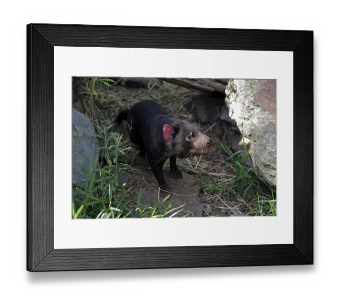 Framed Print : Tasmanian devil (Sarcophilus harrisii) Framed Print : Tasmanian devil (Sarcophilus harrisii)