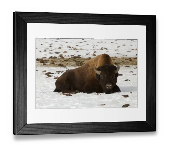 Framed Print : Wood Bison, Mountain Bison, Wood Buffalo