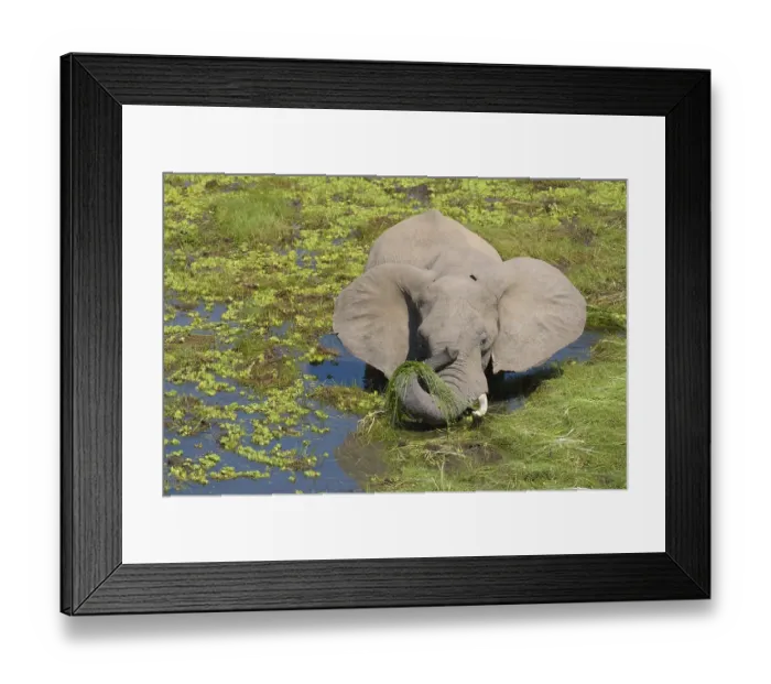 Framed Print : African elephant (Loxodonta africana) stands in the swamp and eats grass