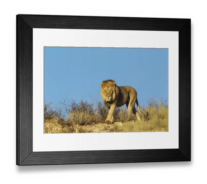 Framed Print : Black-maned lion (Panthera leo vernayi)