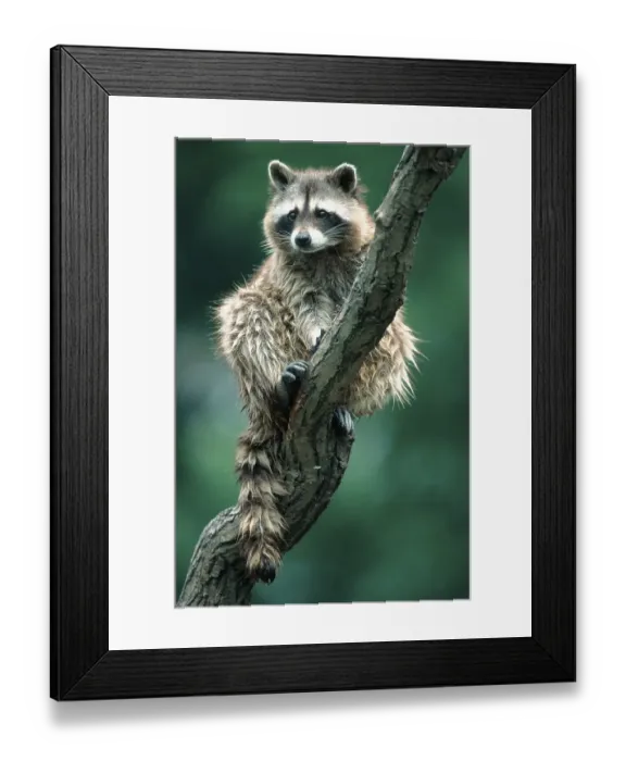 Framed Print : Raccoon (Procyon lotor)
