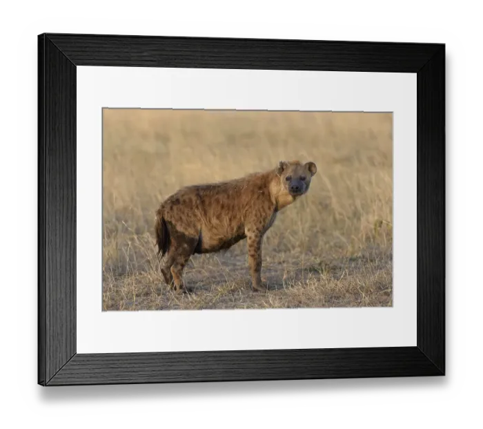 Framed Print : Spotted Hyena (Crocuta crocuta) in the early morning light