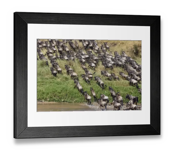 Framed Print : Herd of wildebeests or gnus (Connochaetes taurinus) crossing the Sand River