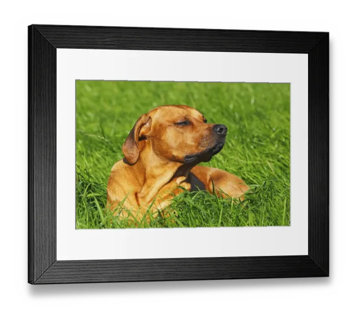 Framed Print : Rhodesian Ridgeback, two year-old male, portrait