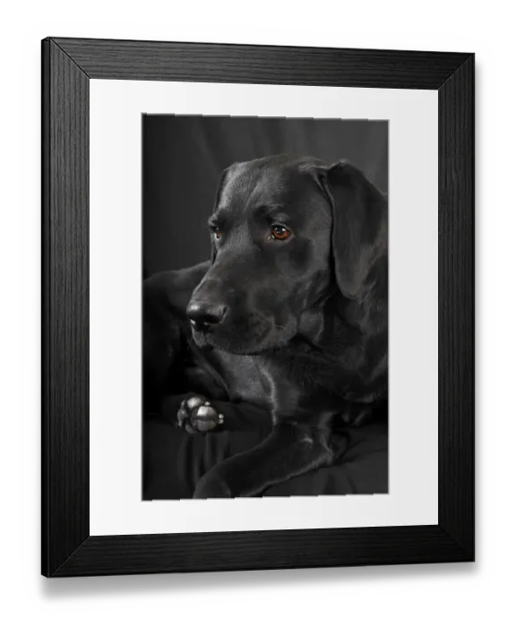 Framed Print : Black Labrador Retriever dog, male