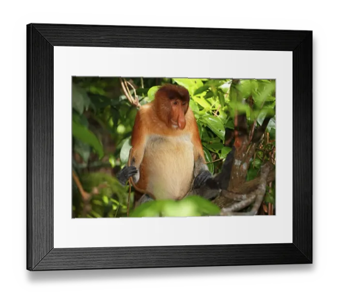 Framed Print : Proboscis Monkey (Nasalis larvatus) Framed Print : Proboscis Monkey (Nasalis larvatus)