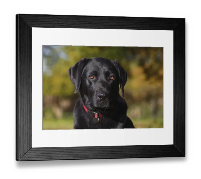 Framed Print : Black Labrador Retriever (Canis lupus familiaris)