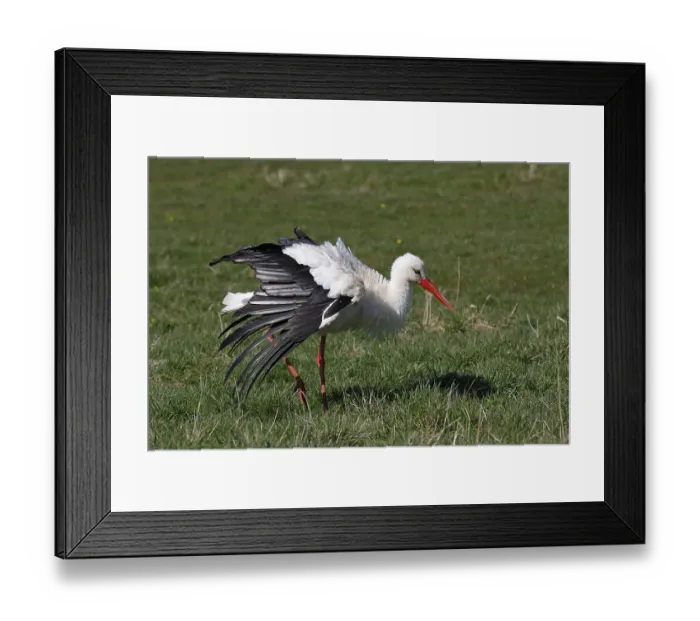 Framed Print : White stork (Ciconia ciconia) airs its plumage Framed Print : White stork (Ciconia ciconia) airs its plumage
