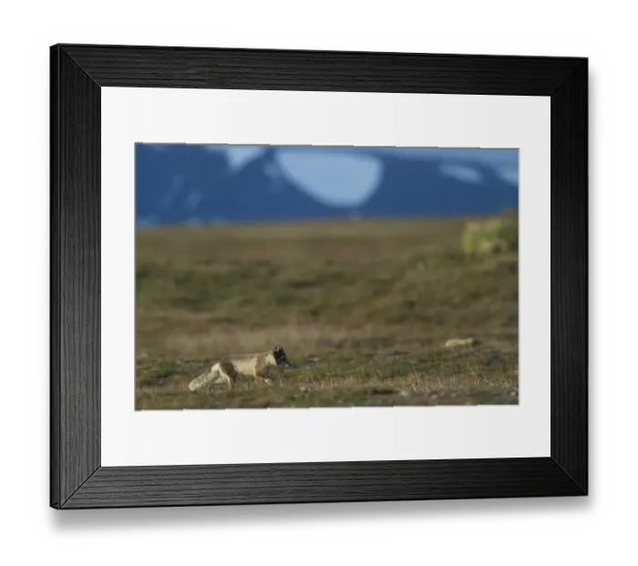 Framed Print : Arctic fox (Vulpes lagopus), running