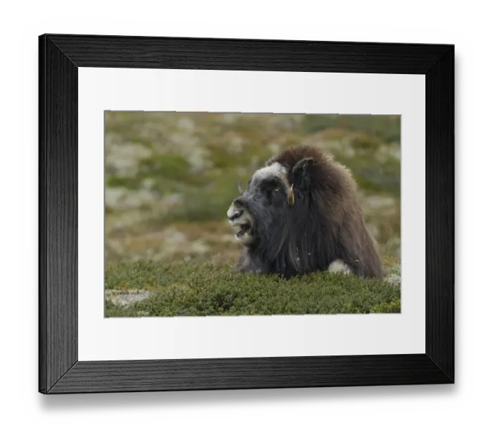 Framed Print : Musk ox (Ovibos moschatus), lying cow Framed Print : Musk ox (Ovibos moschatus), lying cow
