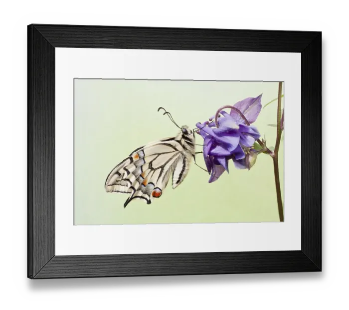 Framed Print : Old World Swallowtail (Papilio machaon) butterfly on a Columbine