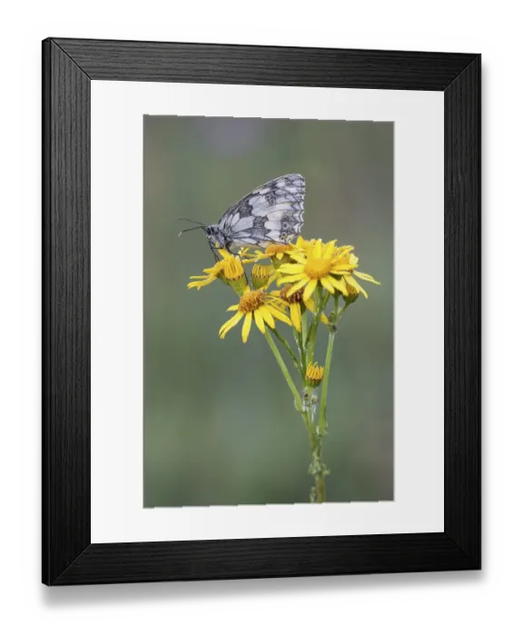 Framed Print : Marbled White (Melanargia galathea) on Ragwort (Senecio jacobaea) Framed Print : Marbled White (Melanargia galathea) on Ragwort (Senecio jacobaea)