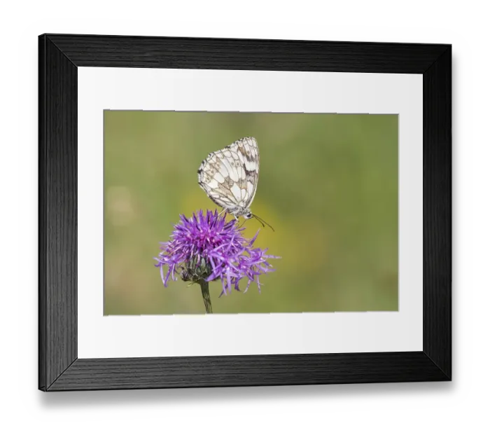 Framed Print : Marbled White (Melanargia galathea) on Brown Knapweed (Centaurea jacea)