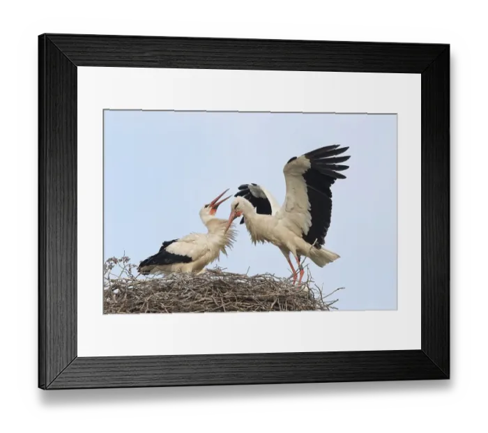 Framed Print : White Stork (Ciconia ciconia) landing on the nest