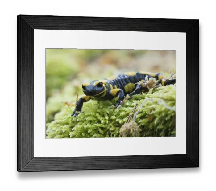 Framed Print : Fire salamander (Salamandra salamandra) in moss Framed Print : Fire salamander (Salamandra salamandra) in moss