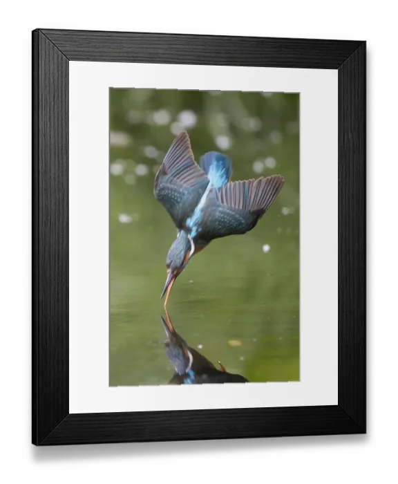 Framed Print : Kingfisher (Alcedo atthis) fishing