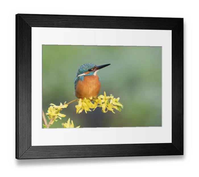 Framed Print : Kingfisher (Alcedo atthis) on forsythia branch
