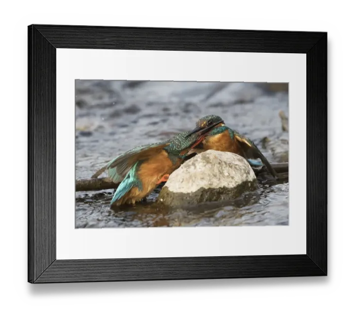 Framed Print : Fighting Kingfisher Females (Alcedo atthis)