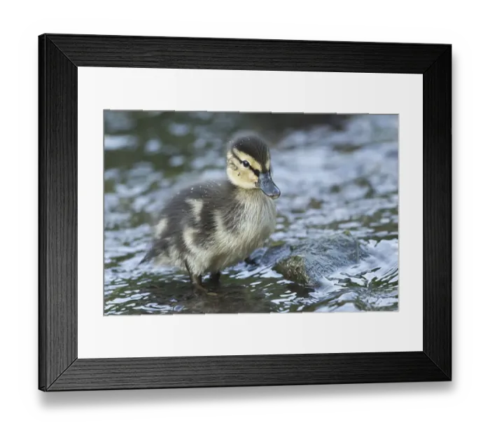 Framed Print : Mallard (Anas platyrhynchos), chick Framed Print : Mallard (Anas platyrhynchos), chick