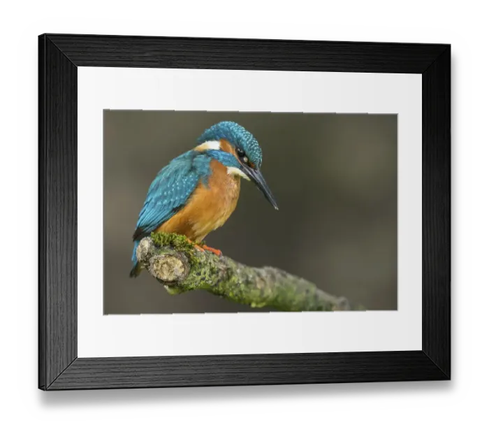 Framed Print : Common kingfisher ( Alcedo atthis) on Ansitzwarte Framed Print : Common kingfisher ( Alcedo atthis) on Ansitzwarte