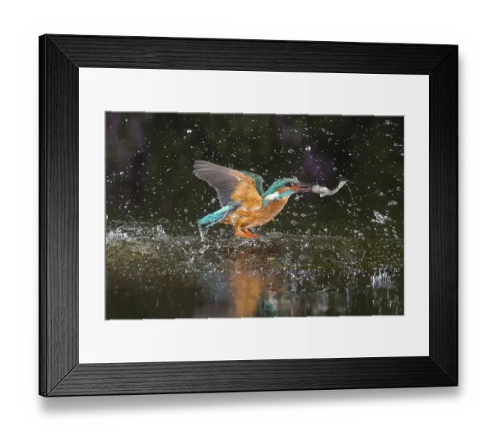 Framed Print : Busted Common kingfisher ( Alcedo atthis) with captured fish Framed Print : Busted Common kingfisher ( Alcedo atthis) with captured fish
