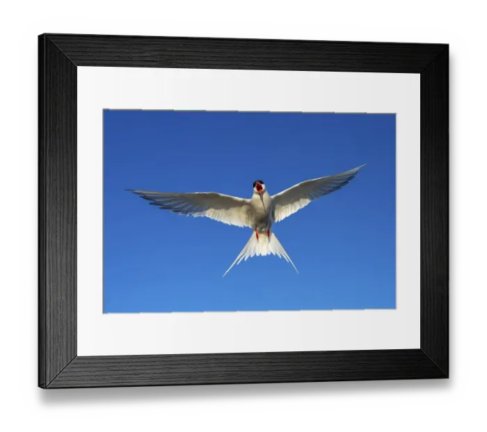 Framed Print : Arctic tern (Sterna paradisaea) in flight