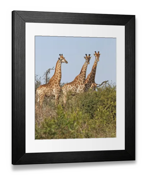 Framed Print : Three Southern giraffes (Giraffa camelopardalis giraffa) Framed Print : Three Southern giraffes (Giraffa camelopardalis giraffa)